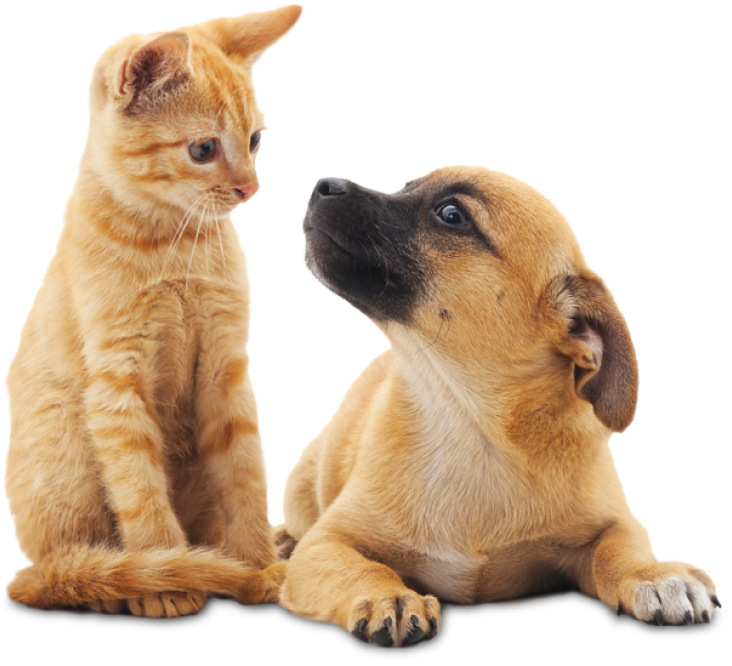 imagem de cão e gato